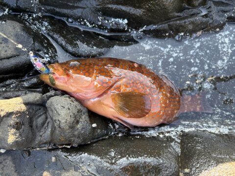 アコウ　30無い